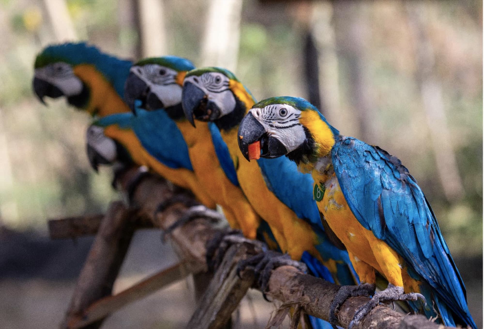 Monitoreo de fauna liberada — grupo de guacamayos azul y amarillo en el territorio