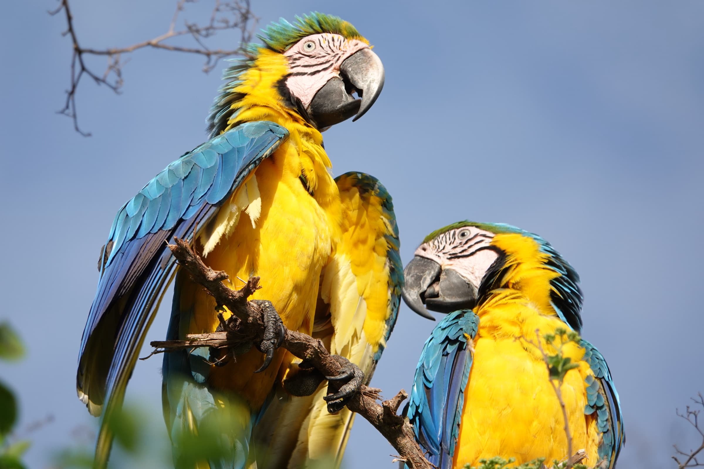 Pareja de guacamayos azul y amarillo (Ara ararauna) en el bosque seco tropical de Los Loros