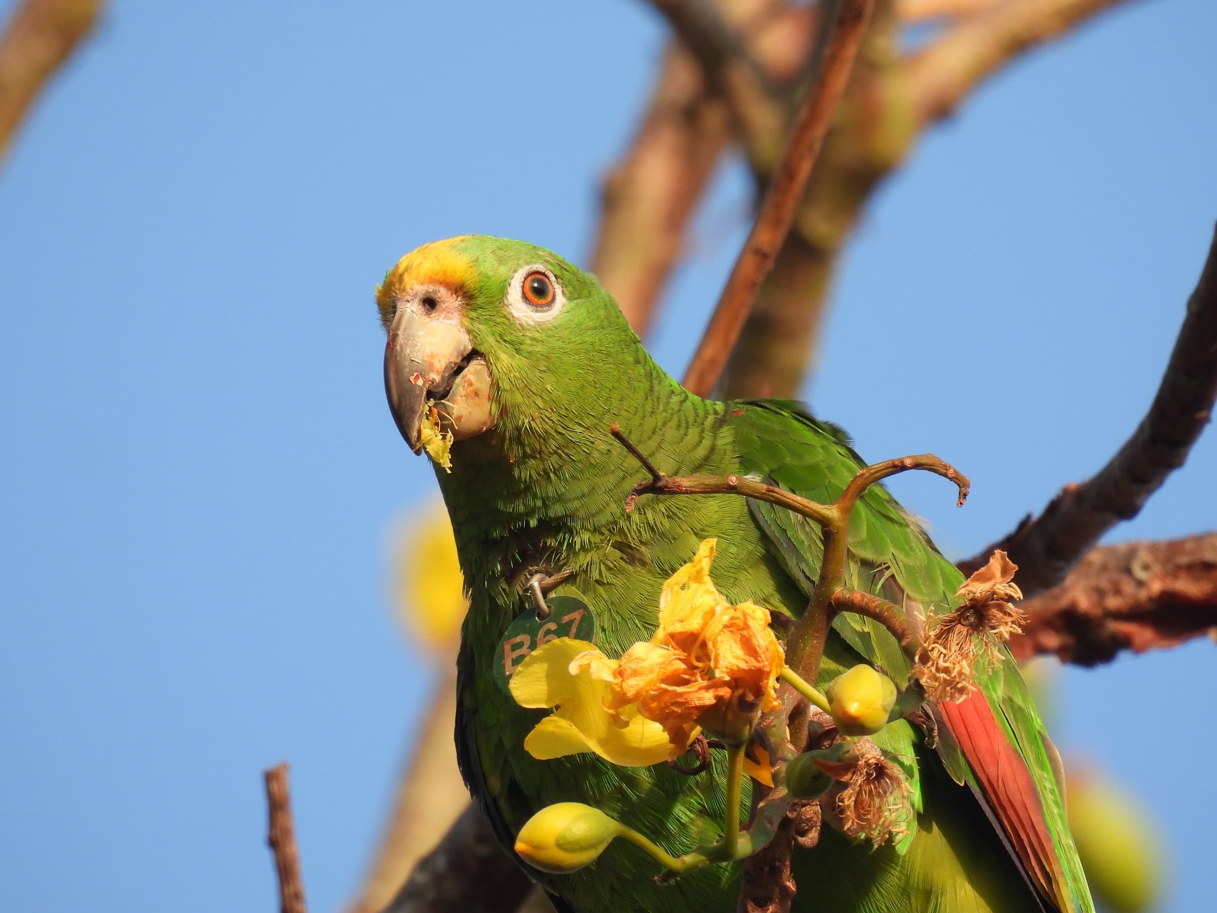 Loro frentiamarillo alimentándose en el bosque seco tropical de Villanueva, Bolívar