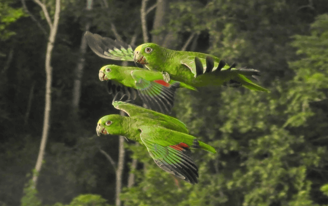 Loros volando libres en el bosque seco tropical