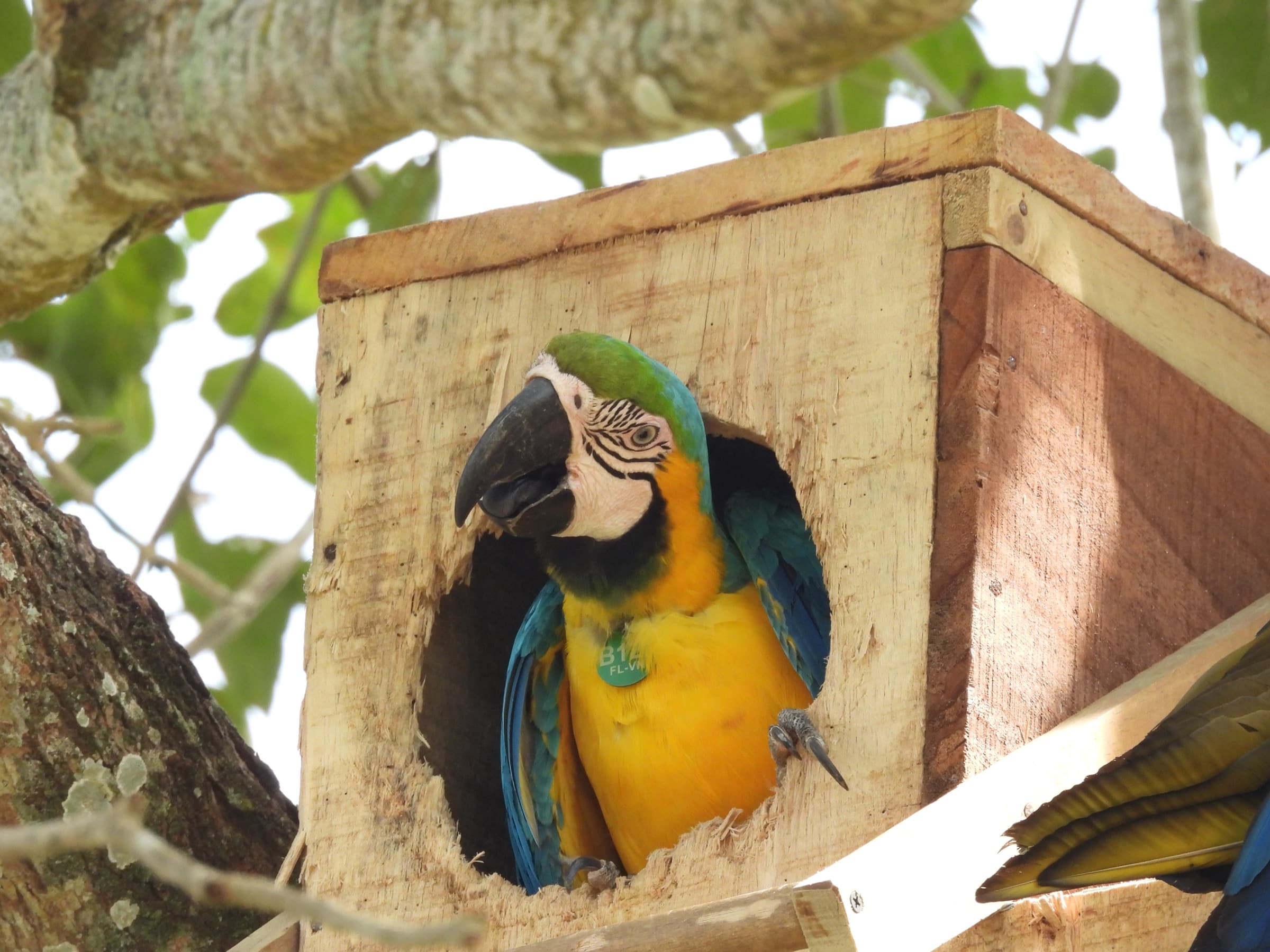 Guacamaya en cavidad de nidificación dentro del bosque seco tropical de Villanueva